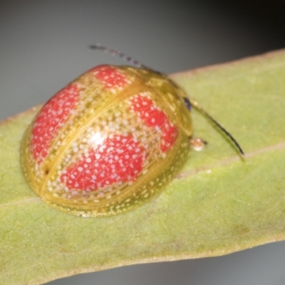 Paropsisterna fastidiosa (Eucalyptus leaf beetle) at Australian National University - 12 Nov 2022 by AlisonMilton