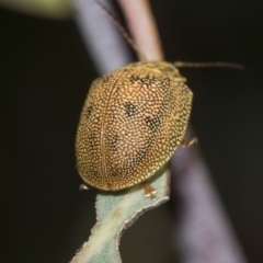 Paropsis atomaria (Eucalyptus leaf beetle) at Australian National University - 12 Nov 2022 by AlisonMilton