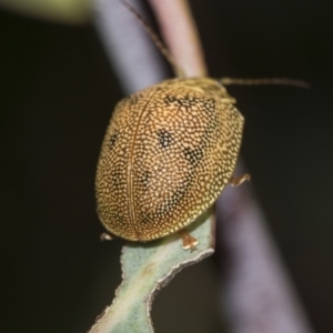 Paropsis atomaria at Acton, ACT - 12 Nov 2022 04:42 PM