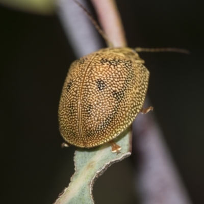 Paropsis atomaria (Eucalyptus leaf beetle) at Acton, ACT - 12 Nov 2022 by AlisonMilton