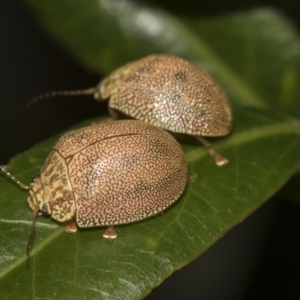 Paropsis atomaria at Acton, ACT - 12 Nov 2022 04:42 PM