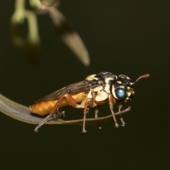 Pergidae sp. (family) (Unidentified Sawfly) at Acton, ACT - 12 Nov 2022 by AlisonMilton