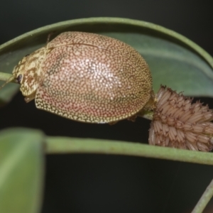 Paropsis atomaria at Acton, ACT - 12 Nov 2022