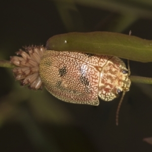 Paropsis atomaria at Acton, ACT - 12 Nov 2022