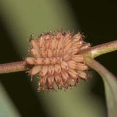 Paropsis atomaria at Acton, ACT - 12 Nov 2022