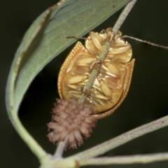 Paropsis atomaria at Acton, ACT - 12 Nov 2022