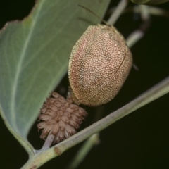 Paropsis atomaria at Acton, ACT - 12 Nov 2022