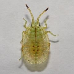 Musgraveia sulciventris (Bronze Orange Bug) at Evatt, ACT - 13 Nov 2022 by TimL