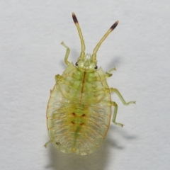 Musgraveia sulciventris at Evatt, ACT - 13 Nov 2022