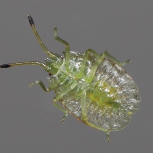 Musgraveia sulciventris at Evatt, ACT - 13 Nov 2022