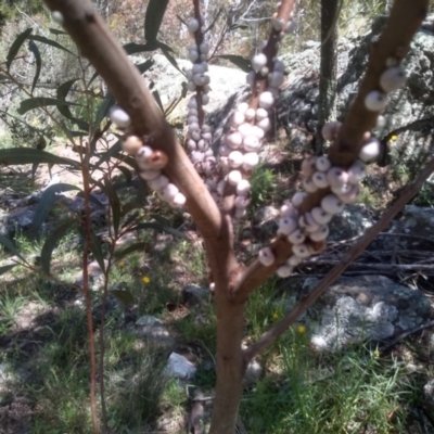 Cryptes baccatus (Wattle Tick Scale) at Cooma North Ridge Reserve - 10 Nov 2022 by mahargiani