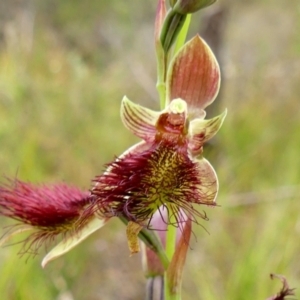 Calochilus paludosus at Colo Vale, NSW - suppressed