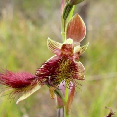 Calochilus paludosus (Strap Beard Orchid) at Wingecarribee Local Government Area - 10 Nov 2022 by Curiosity