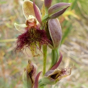 Calochilus paludosus at Colo Vale, NSW - suppressed