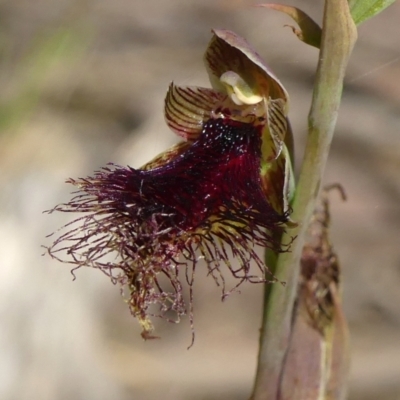 Calochilus platychilus (Purple Beard Orchid) at Colo Vale - 10 Nov 2022 by Curiosity
