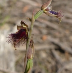 Calochilus platychilus at Colo Vale, NSW - suppressed