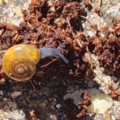 Oxychilus alliarius at Isaacs, ACT - 15 Nov 2022