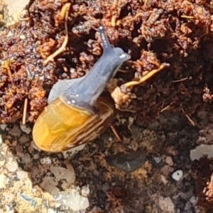 Oxychilus alliarius at Isaacs, ACT - 15 Nov 2022