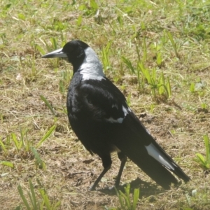 Gymnorhina tibicen at Gordon, ACT - 10 Nov 2022 10:43 AM