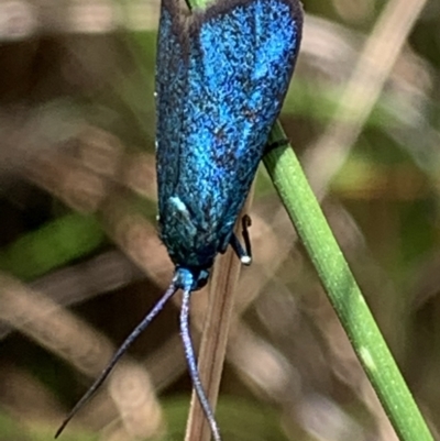 Pollanisus (genus) (A Forester Moth) at Nanima, NSW - 15 Nov 2022 by 81mv