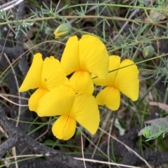 Gompholobium huegelii (Pale Wedge Pea) at Nanima, NSW - 14 Nov 2022 by 81mv