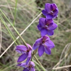 Thelymitra ixioides (Dotted Sun Orchid) at Nanima, NSW - 14 Nov 2022 by 81mv