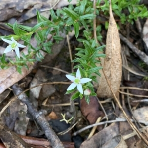 Rhytidosporum procumbens at Nanima, NSW - 15 Nov 2022