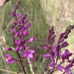 Comesperma ericinum (Heath Milkwort) at Nanima, NSW - 15 Nov 2022 by 81mv