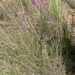 Comesperma ericinum at Nanima, NSW - 15 Nov 2022