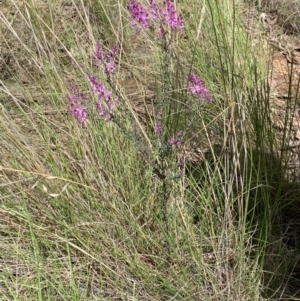 Comesperma ericinum at Nanima, NSW - 15 Nov 2022