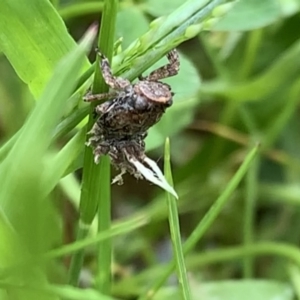 Fulgoroidea sp. (superfamily) at Nanima, NSW - 15 Nov 2022