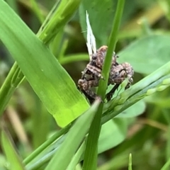 Fulgoroidea sp. (superfamily) at Nanima, NSW - 15 Nov 2022