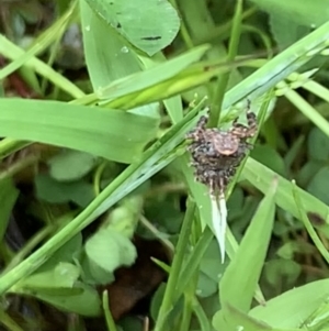 Fulgoroidea sp. (superfamily) at Nanima, NSW - 15 Nov 2022