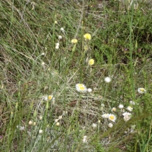 Leucochrysum albicans subsp. tricolor at Queanbeyan West, NSW - 15 Nov 2022