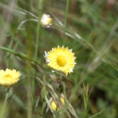 Leucochrysum albicans subsp. tricolor at Queanbeyan West, NSW - 15 Nov 2022