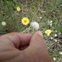 Leucochrysum albicans subsp. tricolor at Queanbeyan West, NSW - 15 Nov 2022