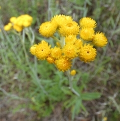 Chrysocephalum apiculatum (Common Everlasting) at Queanbeyan West, NSW - 14 Nov 2022 by Paul4K