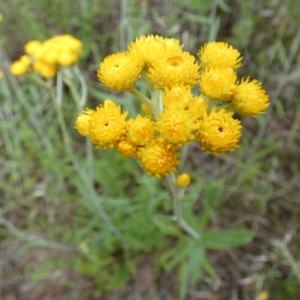 Chrysocephalum apiculatum at Queanbeyan West, NSW - 15 Nov 2022 08:10 AM