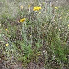 Chrysocephalum apiculatum at Queanbeyan West, NSW - 15 Nov 2022 08:10 AM