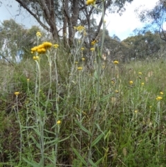 Chrysocephalum apiculatum at Queanbeyan West, NSW - 15 Nov 2022