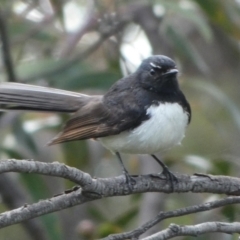 Rhipidura leucophrys (Willie Wagtail) at Queanbeyan West, NSW - 15 Nov 2022 by Paul4K