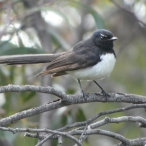 Rhipidura leucophrys at Queanbeyan West, NSW - 15 Nov 2022