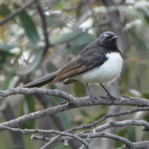 Rhipidura leucophrys at Queanbeyan West, NSW - 15 Nov 2022