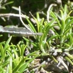 Austrolestes leda (Wandering Ringtail) at Queanbeyan, NSW - 14 Nov 2022 by Paul4K