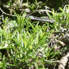 Austrolestes leda at Queanbeyan, NSW - suppressed