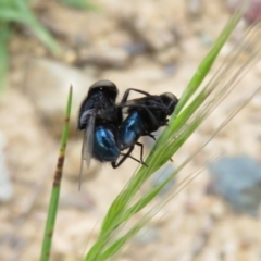 Australophyra rostrata (Black Carrion Fly) at Rendezvous Creek, ACT - 12 Nov 2022 by Christine