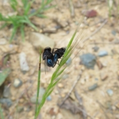 Australophyra rostrata at Rendezvous Creek, ACT - 12 Nov 2022 11:10 AM