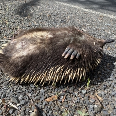 Tachyglossus aculeatus (Short-beaked Echidna) at Marulan, NSW - 8 Nov 2022 by GlossyGal