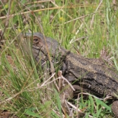 Pogona barbata (Eastern Bearded Dragon) at Campbell Park Woodland - 15 Nov 2022 by SandraH