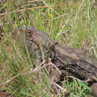 Pogona barbata (Eastern Bearded Dragon) at Pialligo, ACT - 14 Nov 2022 by SandraH